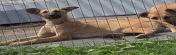 Belgian Shepherd Dog dogs for sale: Belgian Malinois puppies - 6 months old in Tonbridge - Advert 8
