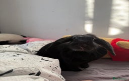 Mini Lop rabbits for sale: Rabbits to rehome - Image 4