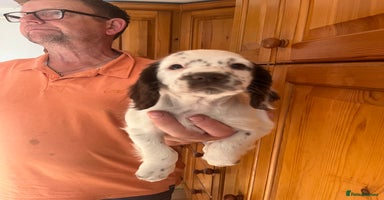 Cocker Spaniel dogs - Advert 2