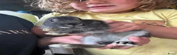 New Zealand rabbits for sale: New Zealand x Rex  - Advert 6