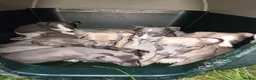 Whippet dogs for sale: 8 stunning puppies  in Okehampton - Advert 12