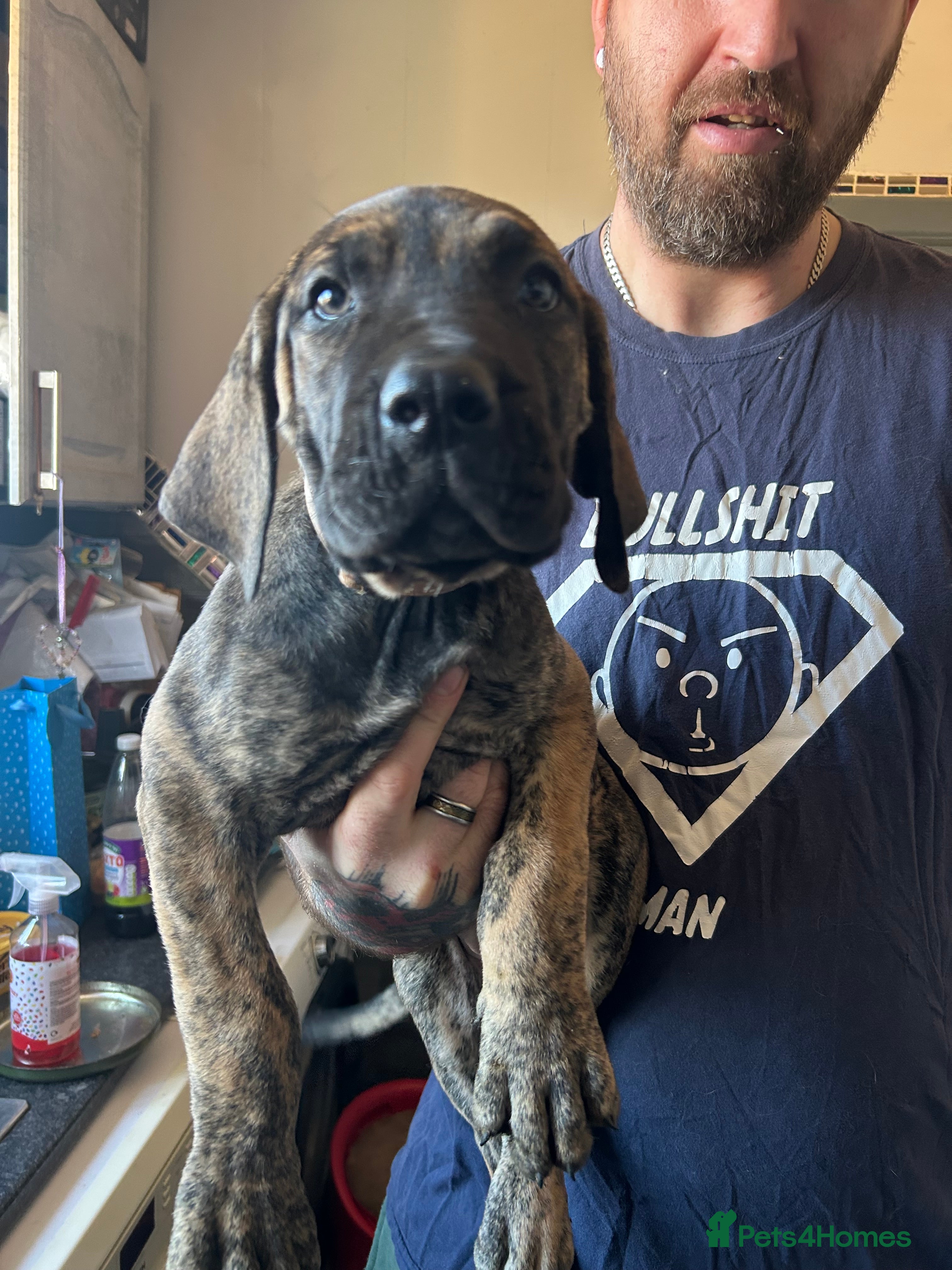 Mixed Breed dogs LAST GIRL Daniff Dane/Mastiff. READY NOW - Advert 17