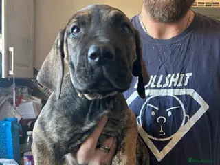 Mixed Breed dogs LAST GIRL Daniff Dane/Mastiff. READY NOW - Advert 17