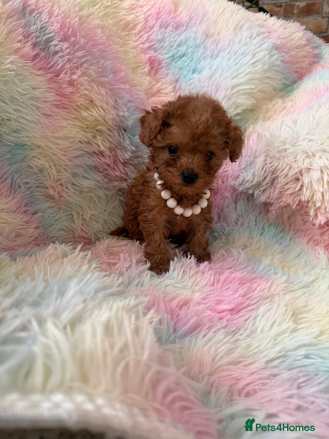 Toy Poodle dogs for sale: Adorable toy 🧸 poodle ✨ - Advert 2