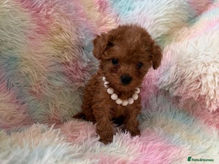 Toy Poodle dogs Adorable toy 🧸 poodle ✨ - Advert 4