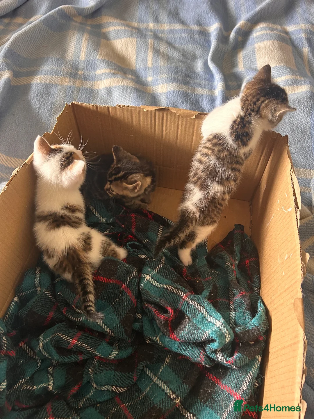 Mixed Breed cats for sale: Gorgeous litter of playful kittens - Advert 2