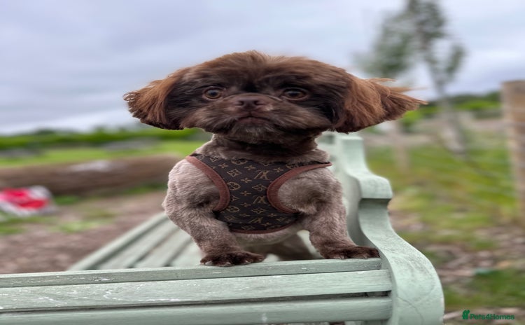 Shih Tzu dogs - Advert 1