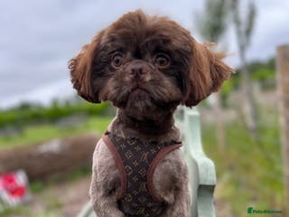 Shih Tzu dogs KC Imperial Stud - Advert 5