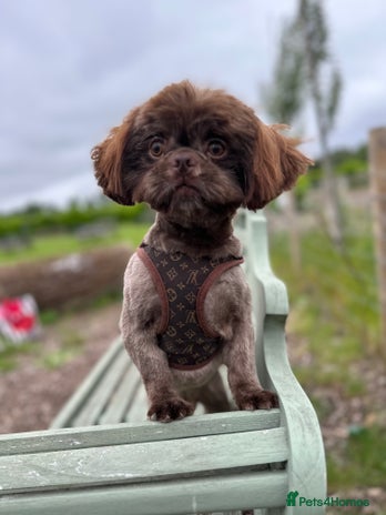 Shih Tzu dogs - Advert 1