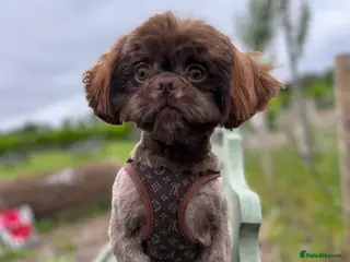 Shih Tzu dogs KC Imperial Stud - Advert 7