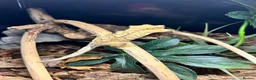 Gecko reptiles for sale: Lovely Crested Gecko and complete setup in Ardrossan - Advert 4