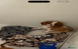 Cavalier King Charles Spaniel dogs for sale: DNA clear cavalier puppies ready now  - Image 13