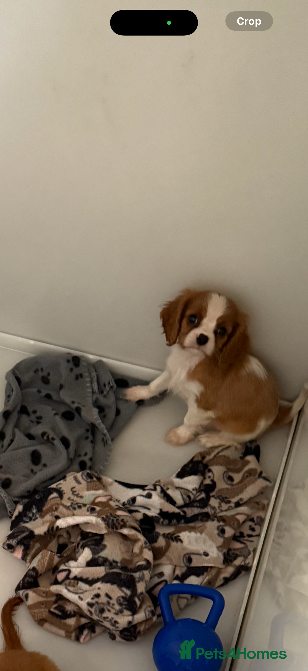 Cavalier King Charles Spaniel dogs for sale: DNA clear cavalier puppies ready now  - Image 13
