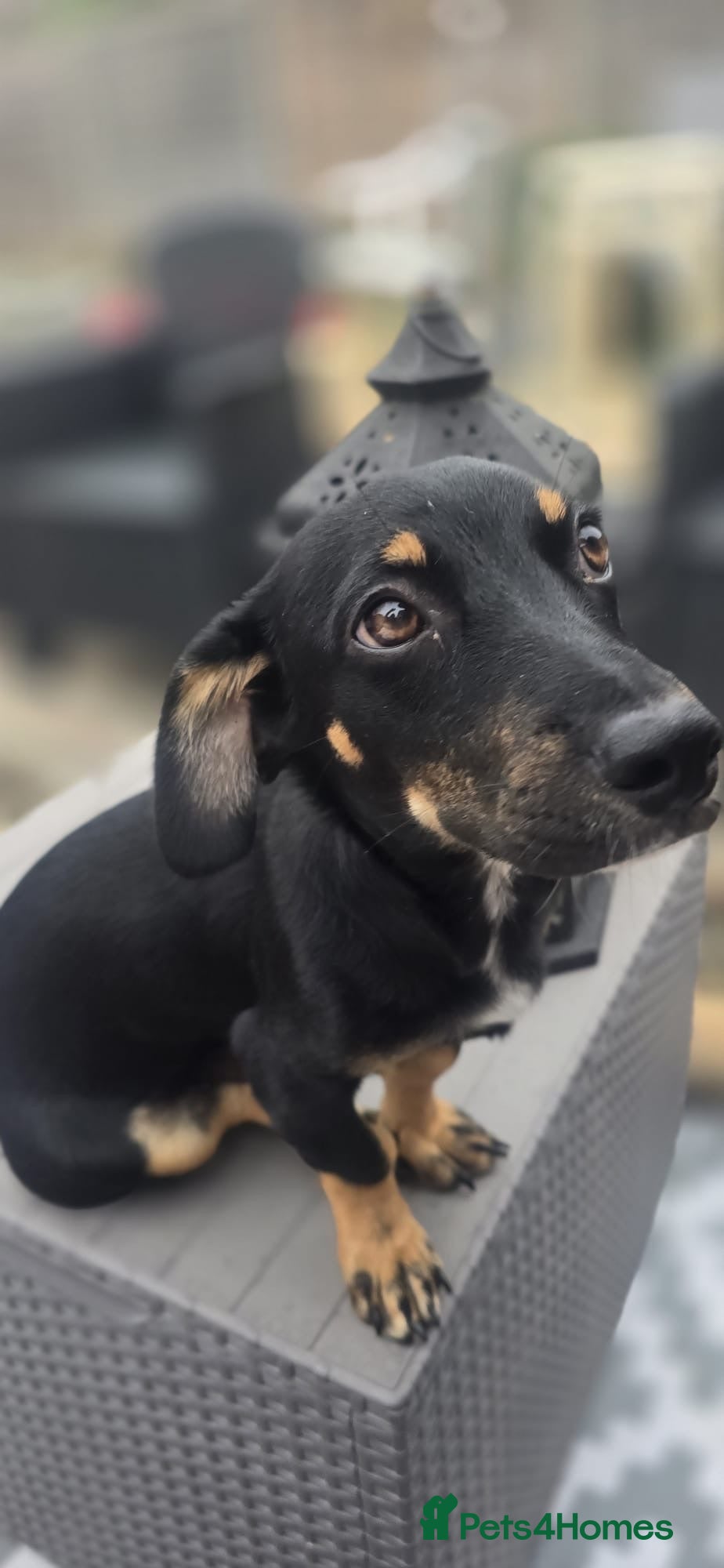 Mixed Breed dogs Binou 💙 - Advert 1