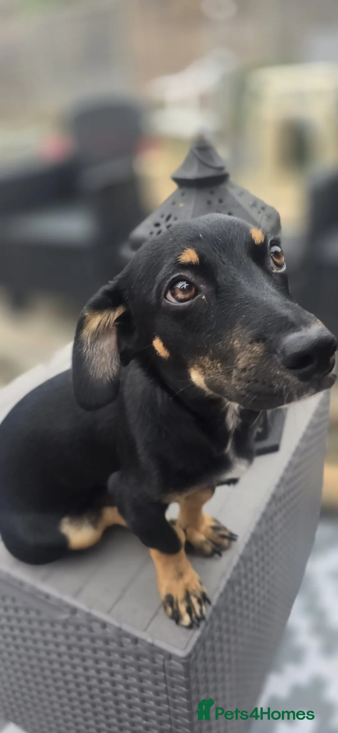 Mixed Breed dogs for adoption: Binou 💙 in Dorchester - Advert 1