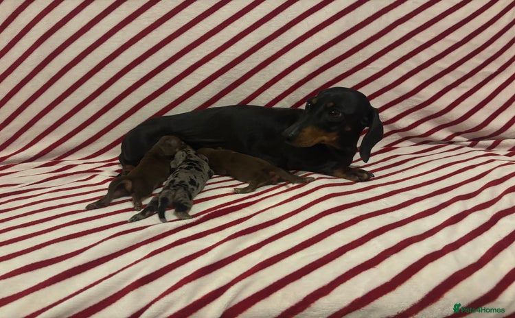 Miniature Dachshund dogs - Advert 1