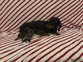 Miniature Dachshund dogs - Advert 8