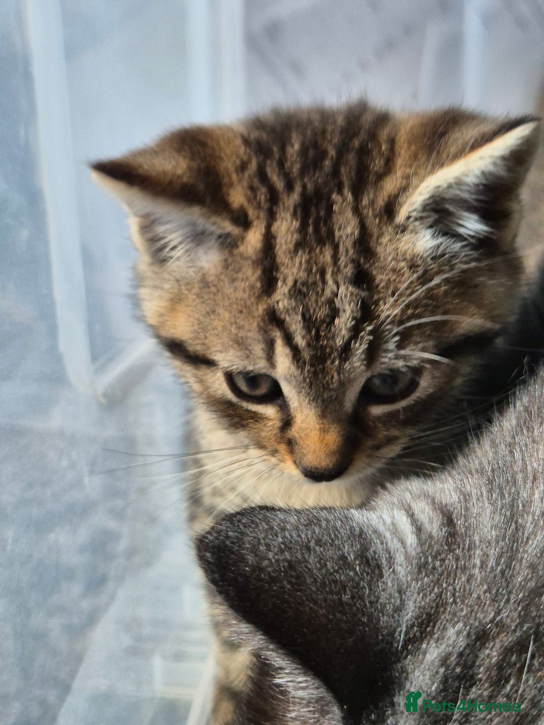 Brazilian Shorthair cats for sale: Kittens  - Image 4