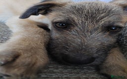 Mixed Breed dogs for sale: 6 month mixed male for urgent rehome - Image 4