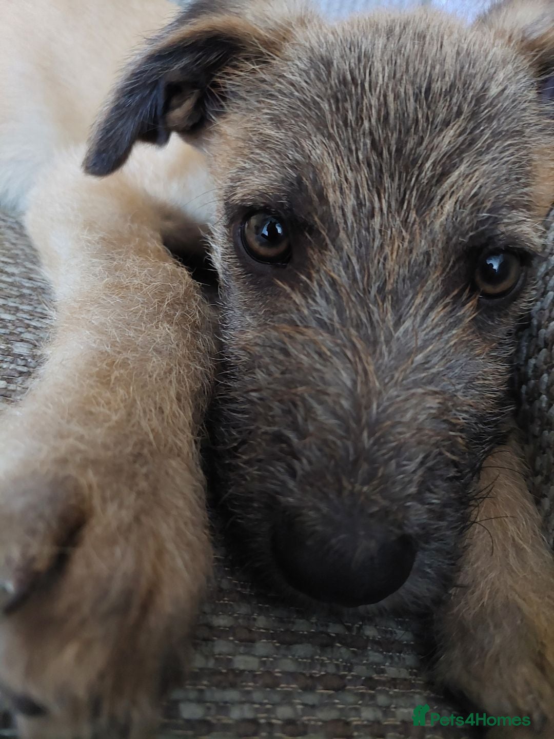 Mixed Breed dogs for sale: 6 month mixed male for urgent rehome - Image 4