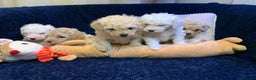 Toy Poodle dogs for sale: ✨Beautiful Litter of Healthy Poodle Puppies ✨🐩 - Advert 3