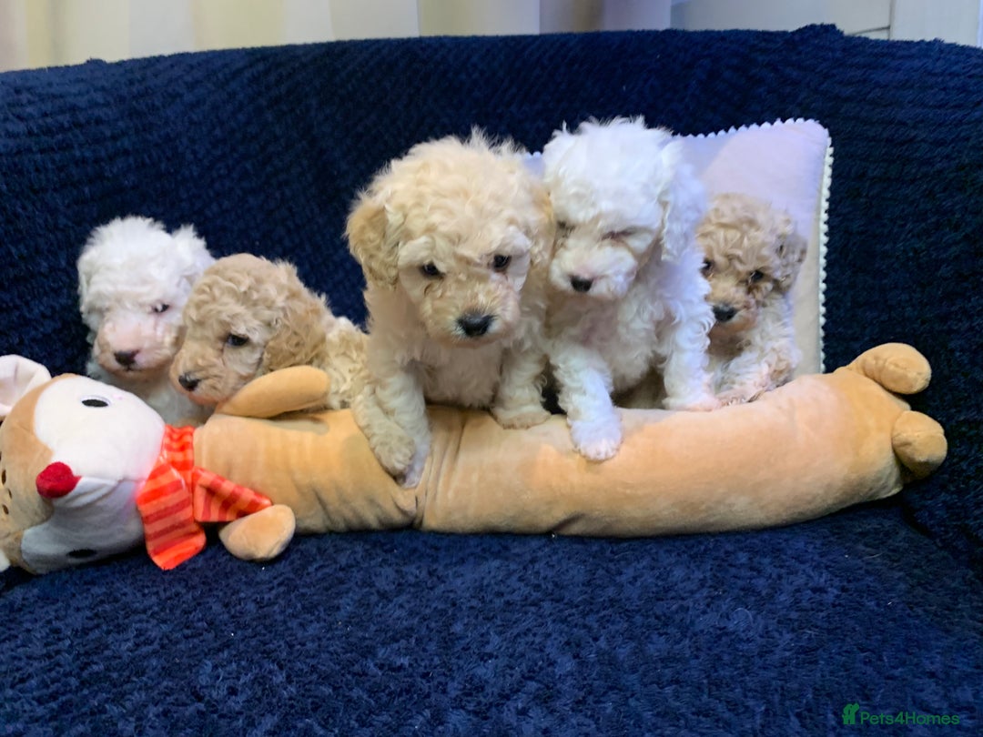Toy Poodle dogs for sale: ✨Beautiful Litter of Healthy Poodle Puppies ✨🐩 - Advert 3
