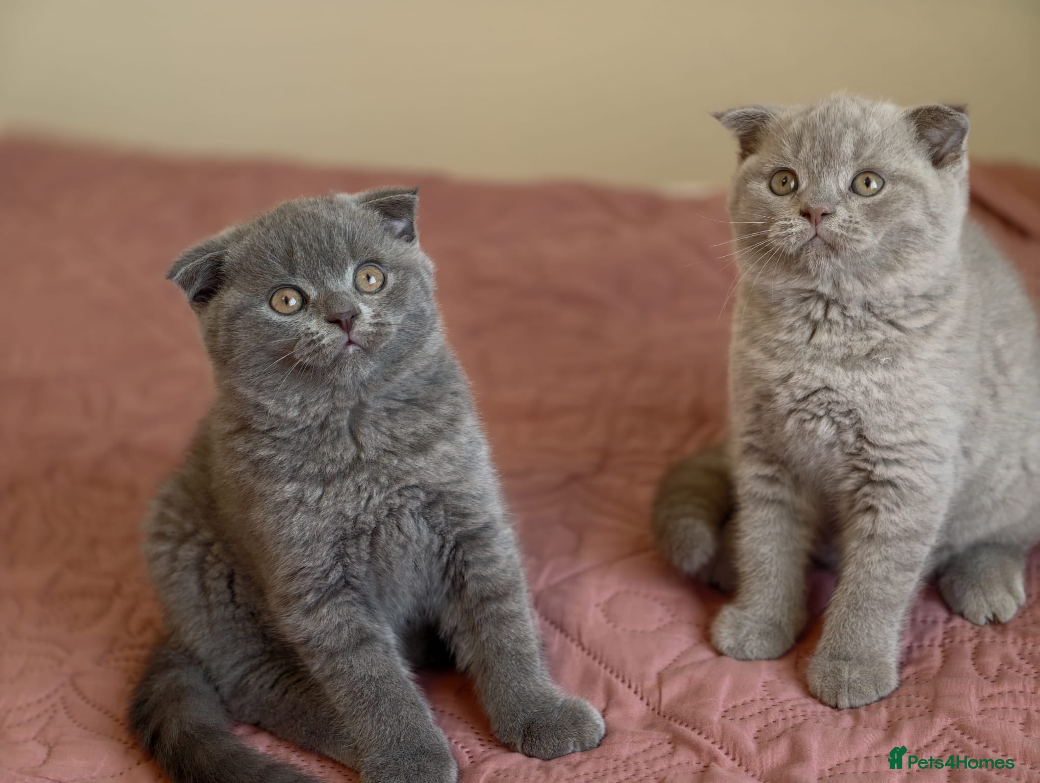 Scottish Fold cats 3 lovely Scotish Fold kittens  - Advert 16