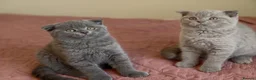Scottish Fold cats for sale: 3 lovely Scotish Fold kittens  - Advert 5