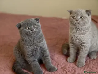 Scottish Fold cats 3 lovely Scotish Fold kittens - Advert 16