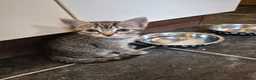 Mixed Breed cats for sale: Beautiful kittens - Advert 2