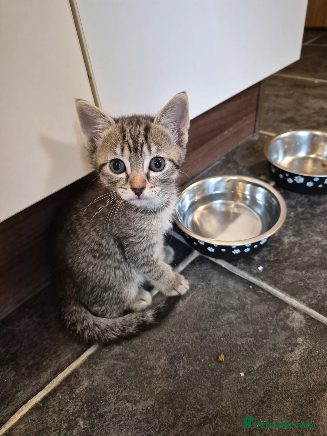 Mixed Breed cats for sale: Beautiful kittens - Advert 2