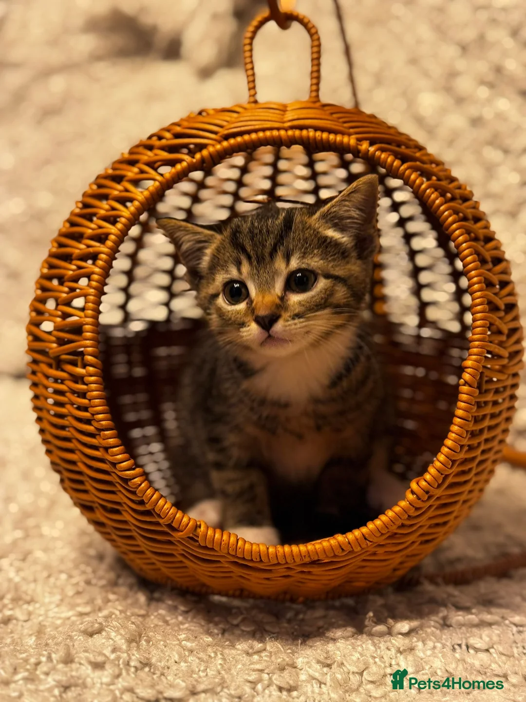 Scottish Fold cats for sale: ✨️5x Scottish Fold/Straight kittens READY TO GO ✨️ - Advert 15