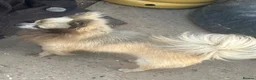 Chihuahua dogs for sale: Male creme longfur chihuahua and jackrusselterrier - Advert 19