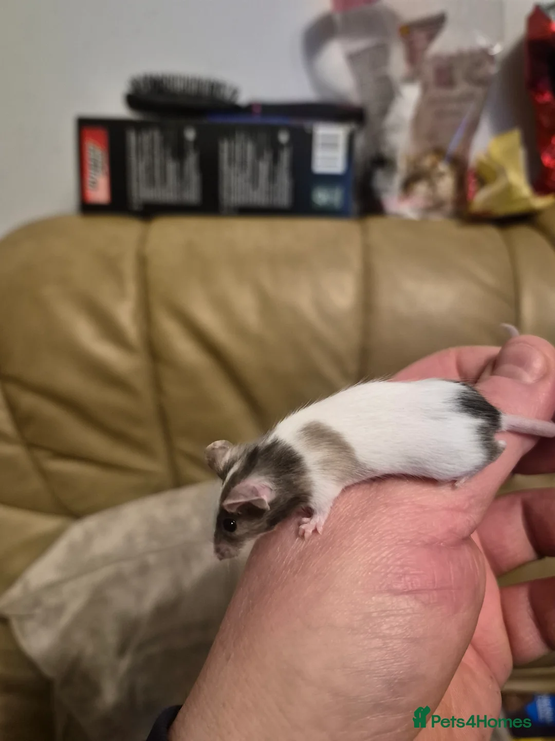 Mouse rodents for sale: 8 Cute Female Baby Fancy Mice - Advert 9