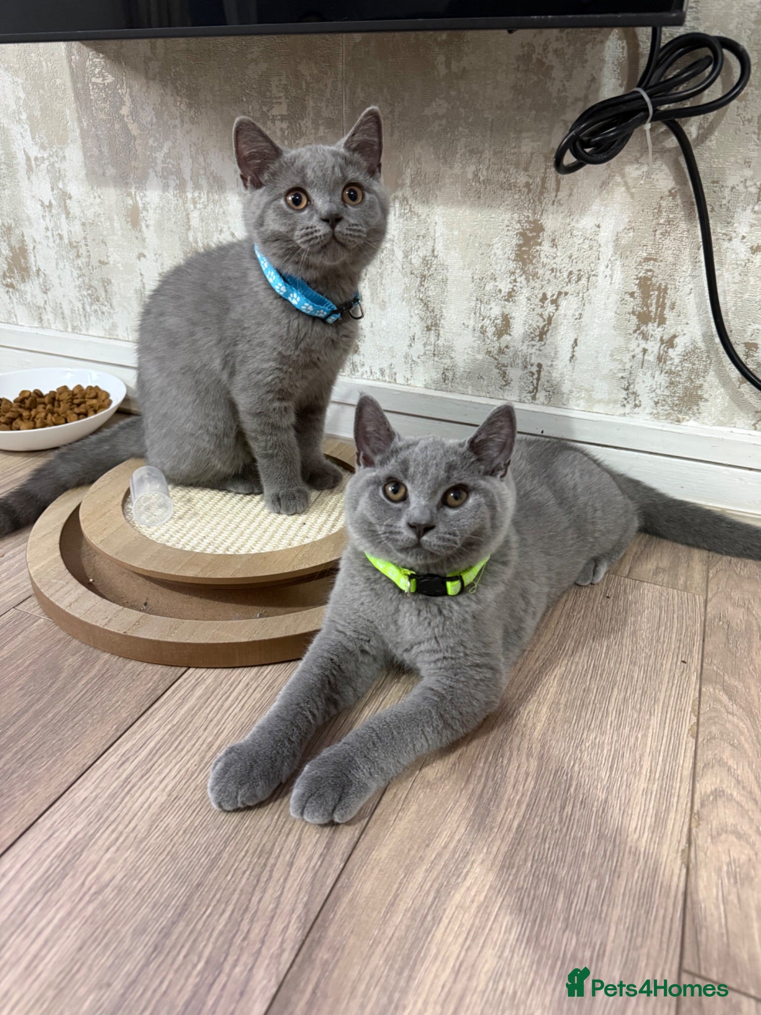 British Shorthair cats Male British shorthair kittens  - Advert 1