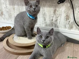 British Shorthair cats Male British shorthair kittens - Advert 2
