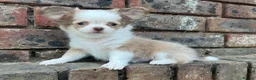 Chihuahua dogs for sale: **PRICE REDUCTION** 🐾🩶 READY TO GO LAST TINY BOY - Advert 22