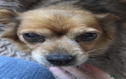 Mixed Breed dogs for adoption: 💕Suzi  - Image 5