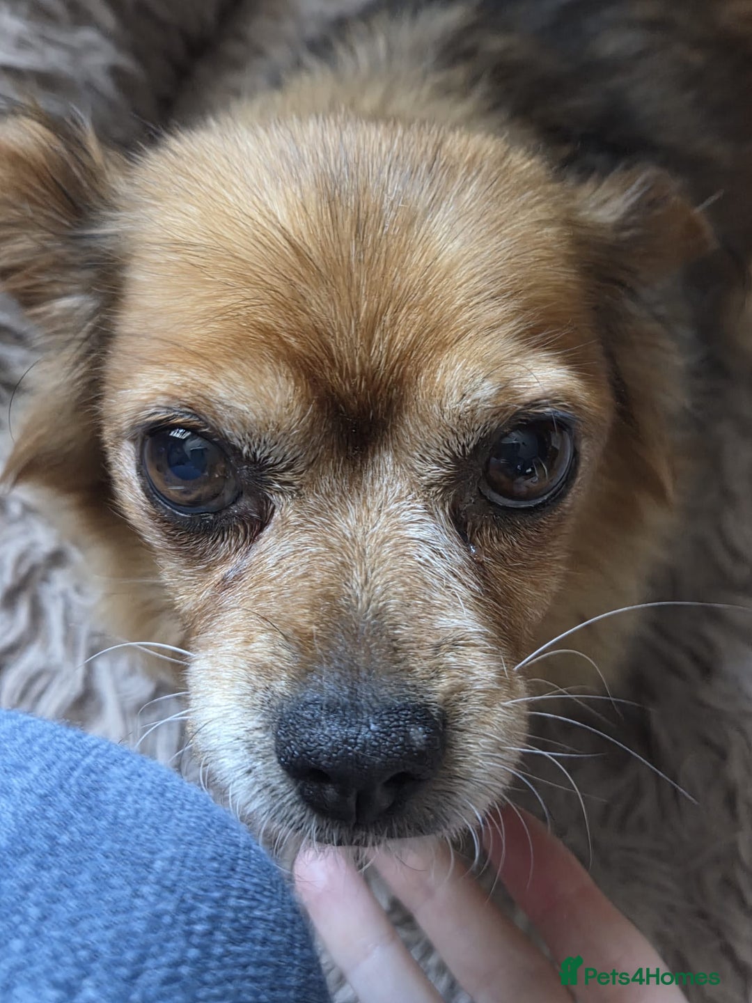 Mixed Breed dogs for adoption: 💕Suzi  - Image 5