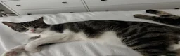 Mixed Breed cats for sale: bonded pair to be rehomed together  - Advert 2