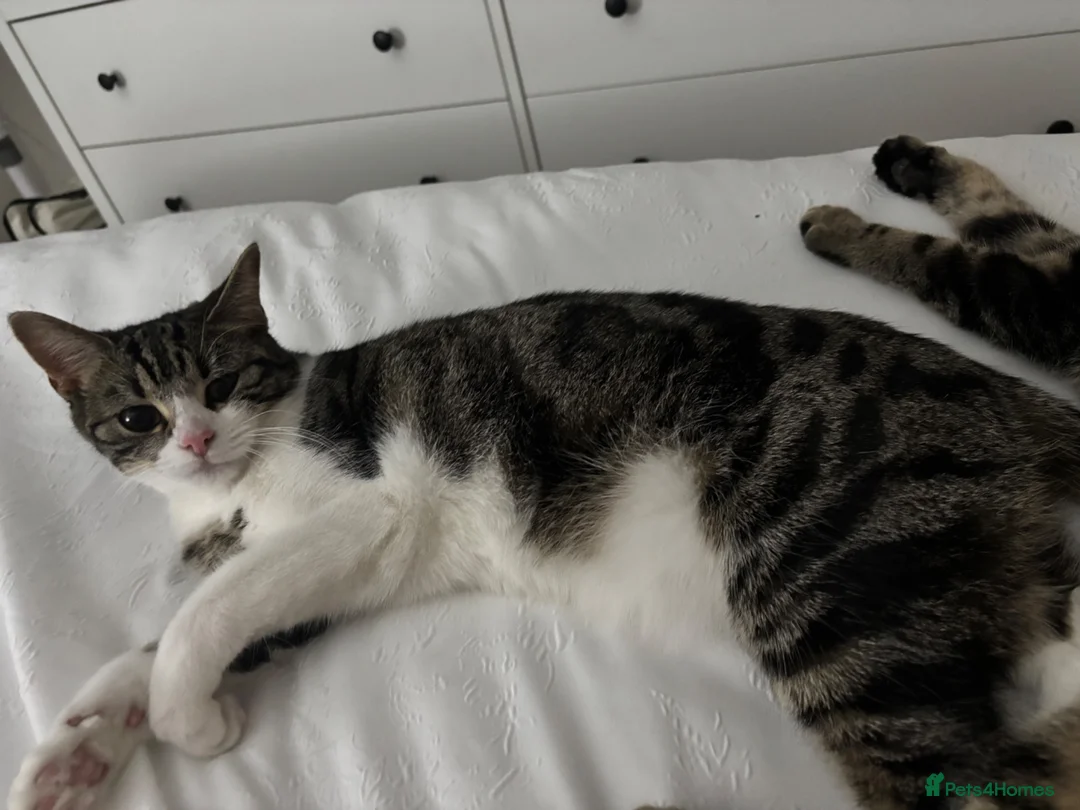 Mixed Breed cats for sale: bonded pair to be rehomed together  - Advert 2