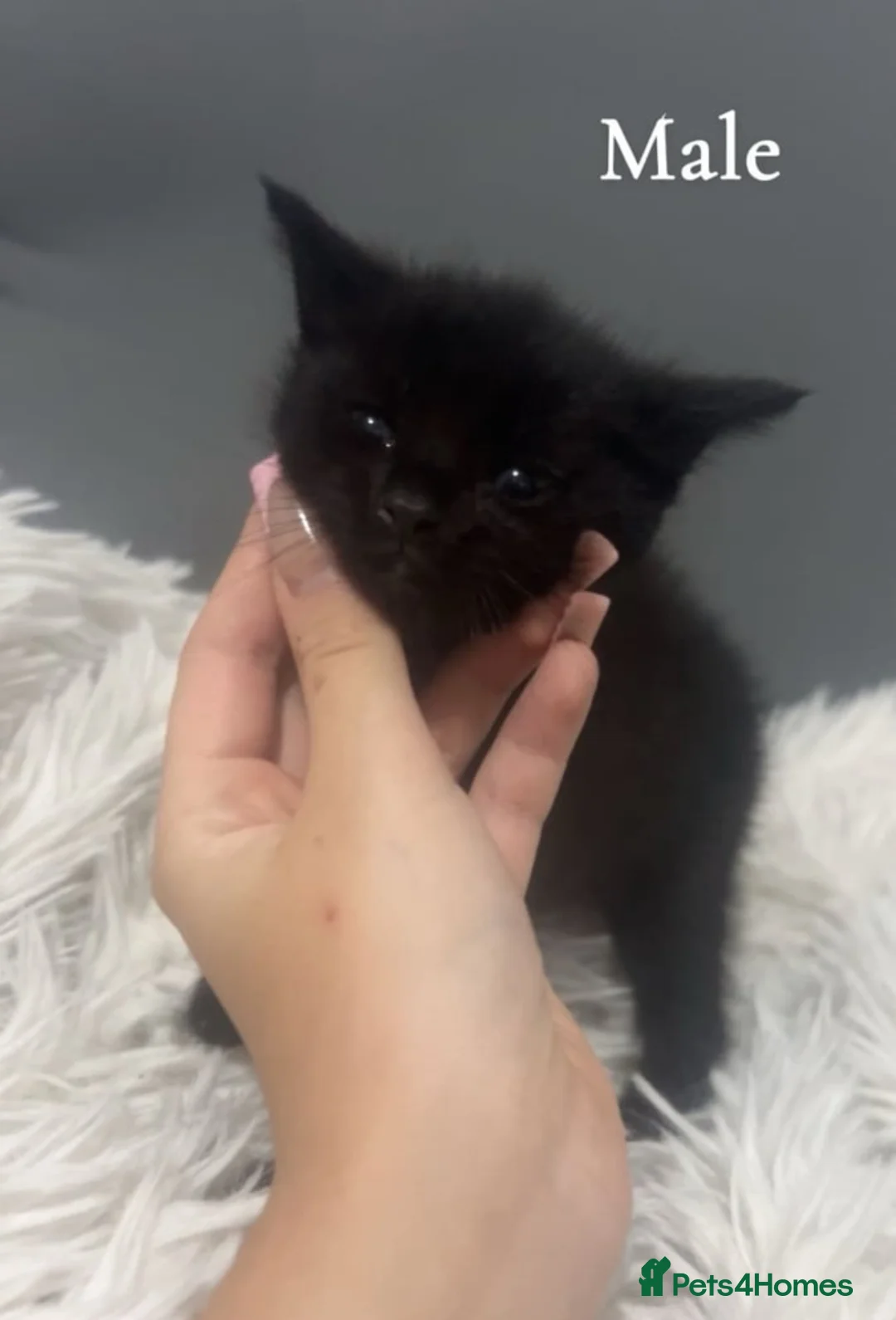 Mixed Breed cats for sale: black kittens  - Advert 1