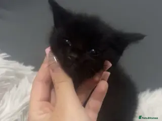 Mixed Breed cats black kittens - Advert 1