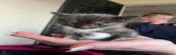 Mixed Breed cats for sale: 2 adorable twins ready for new homes!  - Advert 7