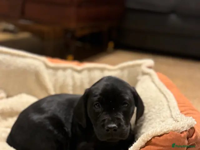 Borador dogs Collie x labradors - Advert 1