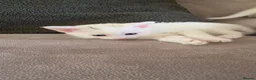 Mixed Breed cats for sale: White Male Kitten - Advert 3