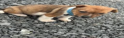 Jack Russell dogs for sale: Jack russel puppy 8 weeks old  - Advert 2