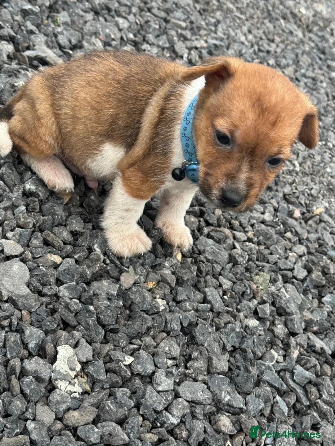Jack Russell dogs for sale: Jack russel puppy 8 weeks old  - Advert 2