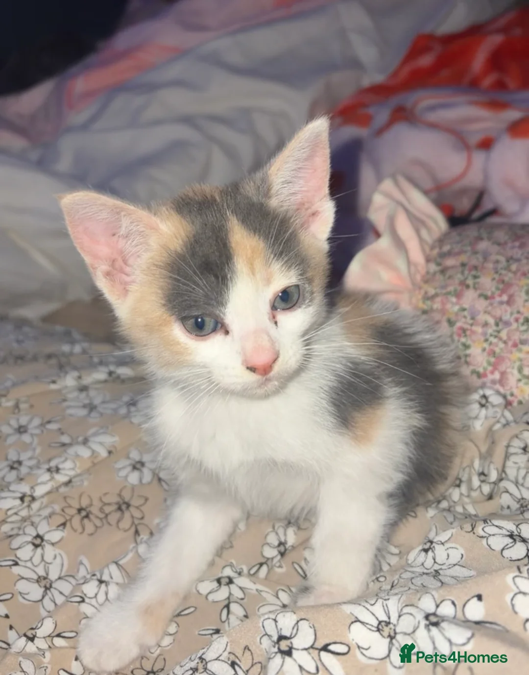 American Wirehair cats for sale:        Gorgeous Calico Kitten – Ready For Home in Harrow - Advert 2