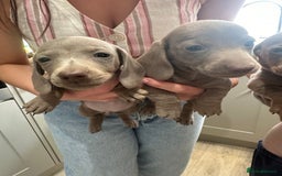Miniature Dachshund dogs for sale: Miniature dachshunds  - Image 4